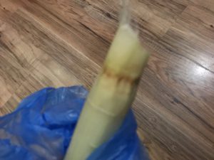 サトウキビ