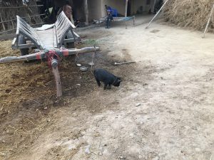 ダンガディ