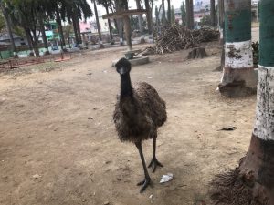 ネパールガンジ
