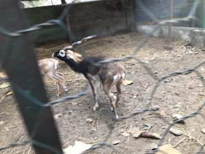 ネパールガンジ
